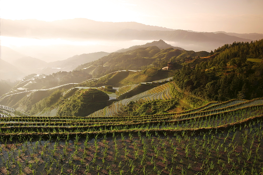 June sunrise, Longsheng terraced ricefields, Guangxi Province, China, Asia