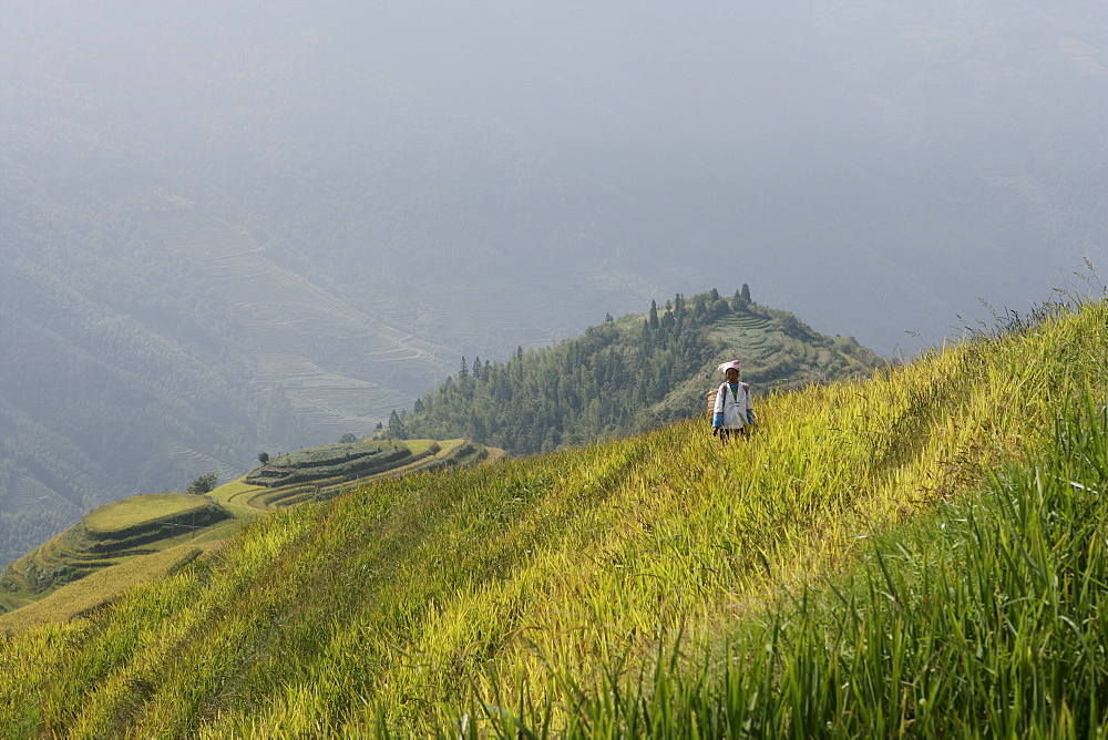 Woman of Yao tribe in ricefields, Longsheng terraced ricefields, Guilin, Guangxi Province, China, Asia