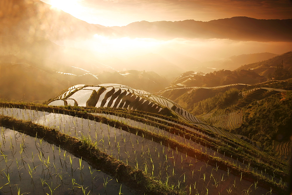 Sunrise in June, Longsheng terraced ricefields, Guangxi Province, China, Asia