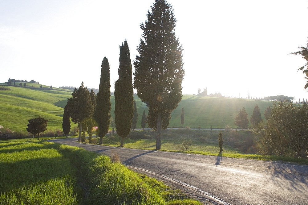 Road and cypresses near Pienza, Val D'Orcia, Tuscany, Italy, Europe