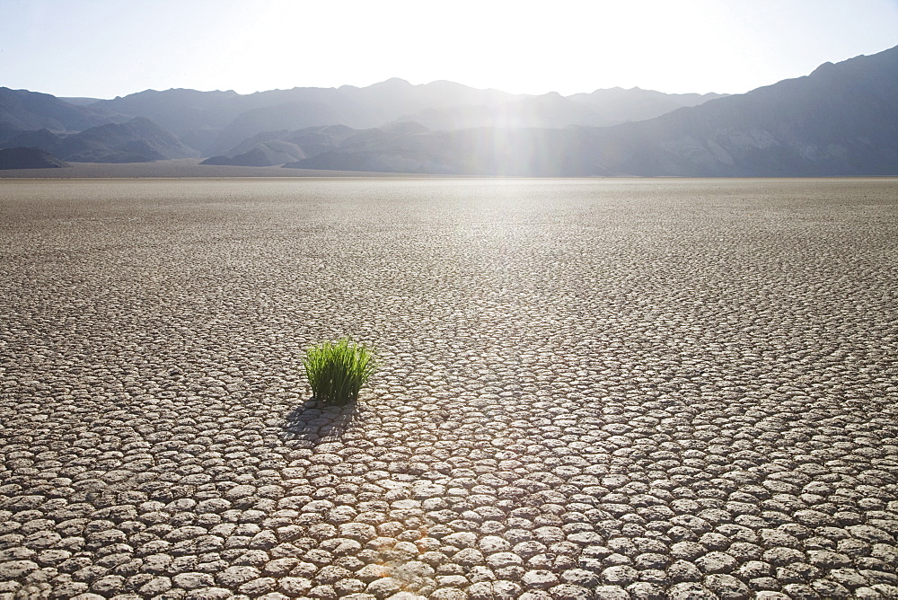 Grass in dried earth, Racetrack Point, Death Valley National Park, California, United States of America, North America