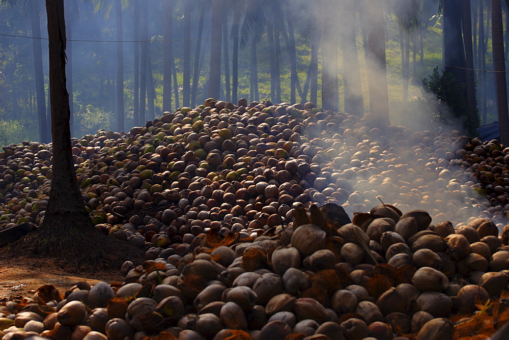 Piles of coconuts on Koh Samui, Thailand, Southeast Asia, Asia