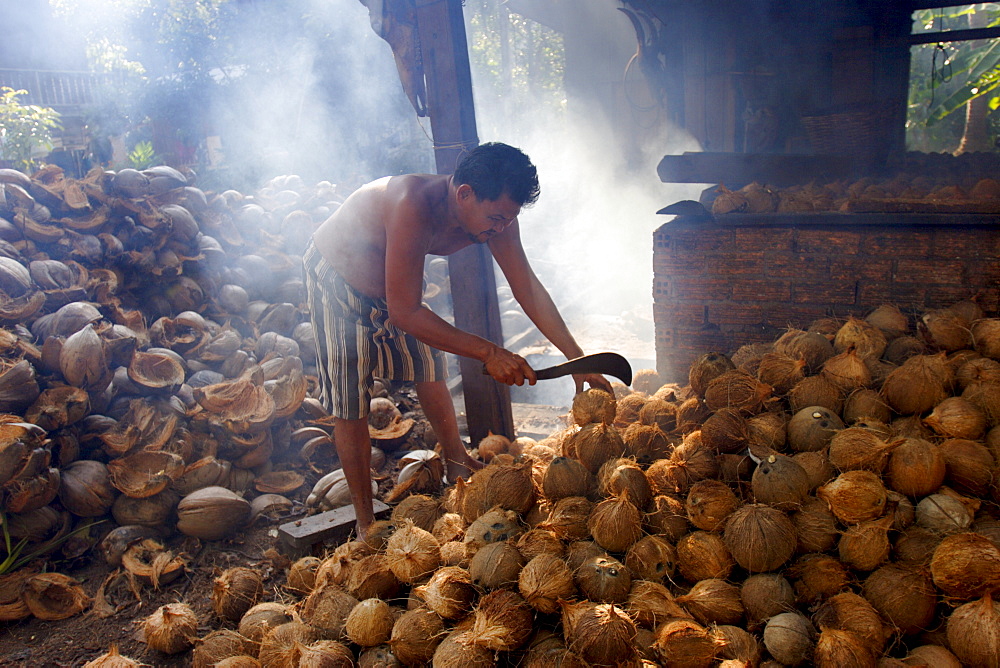 Drying coconuts on Koh Samui, Thailand, Southeast Asia, Asia