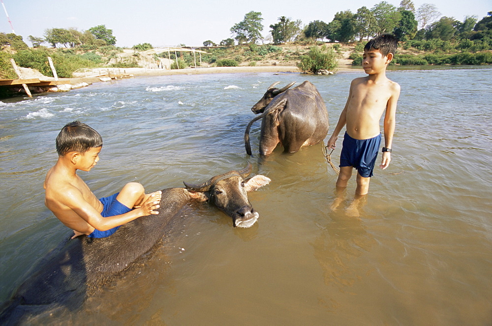 Boys bathe with water buffalo in Mekong River near Kratie, Cambodia, Indochina, Southeast Asia, Asia