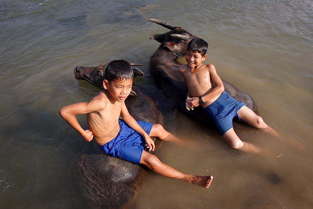 Two boys bathe with their water buffalo in the Mekong river, near Kratie, eastern Cambodia, Indochina, Southeast Asia, Asia