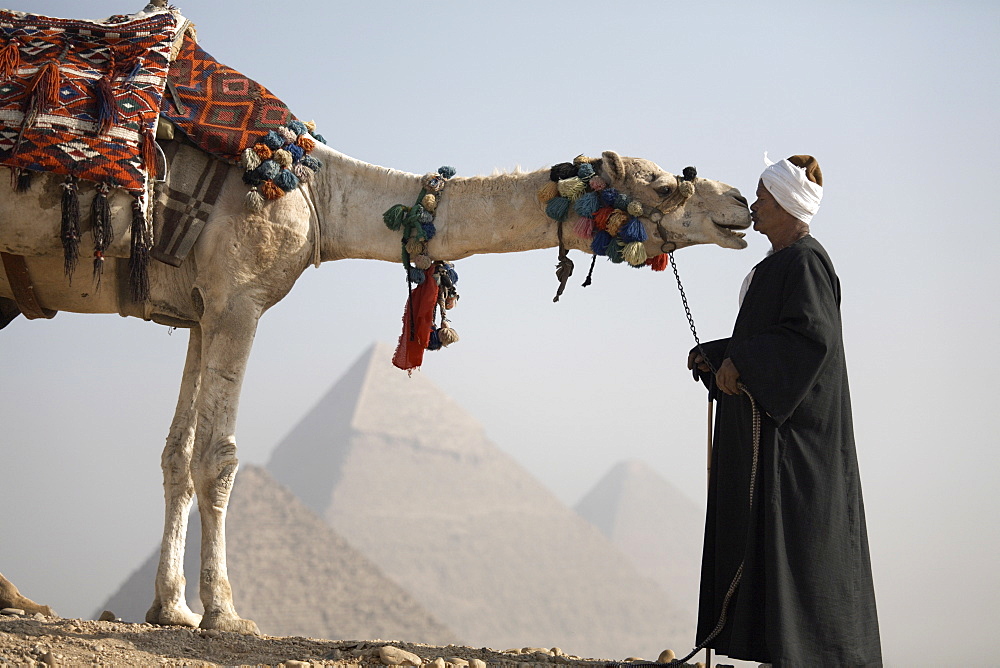 A Bedouin guide with his camel, overlooking the Pyramids of Giza, UNESCO World Heritage Site, Cairo, Egypt, North Africa, Africa