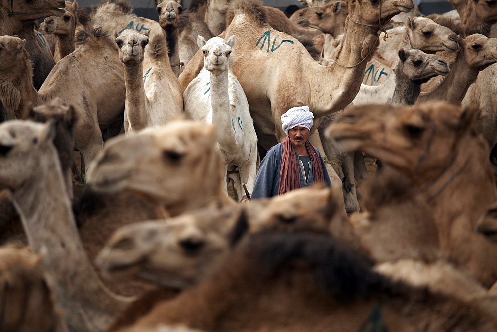 Birqash Camel Market, Cairo, Egypt, North Africa, Africa