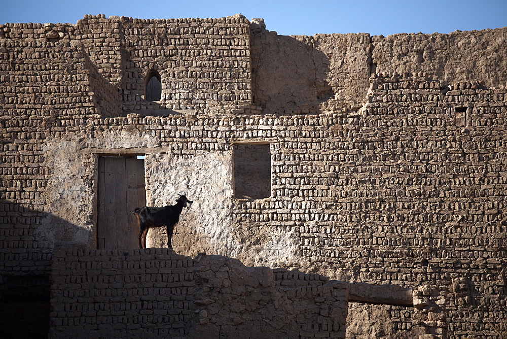 A goat stands among the ruins of the mud-brick city of Al-Qasr, Dakhla Oasis, Egypt, North Africa, Africa