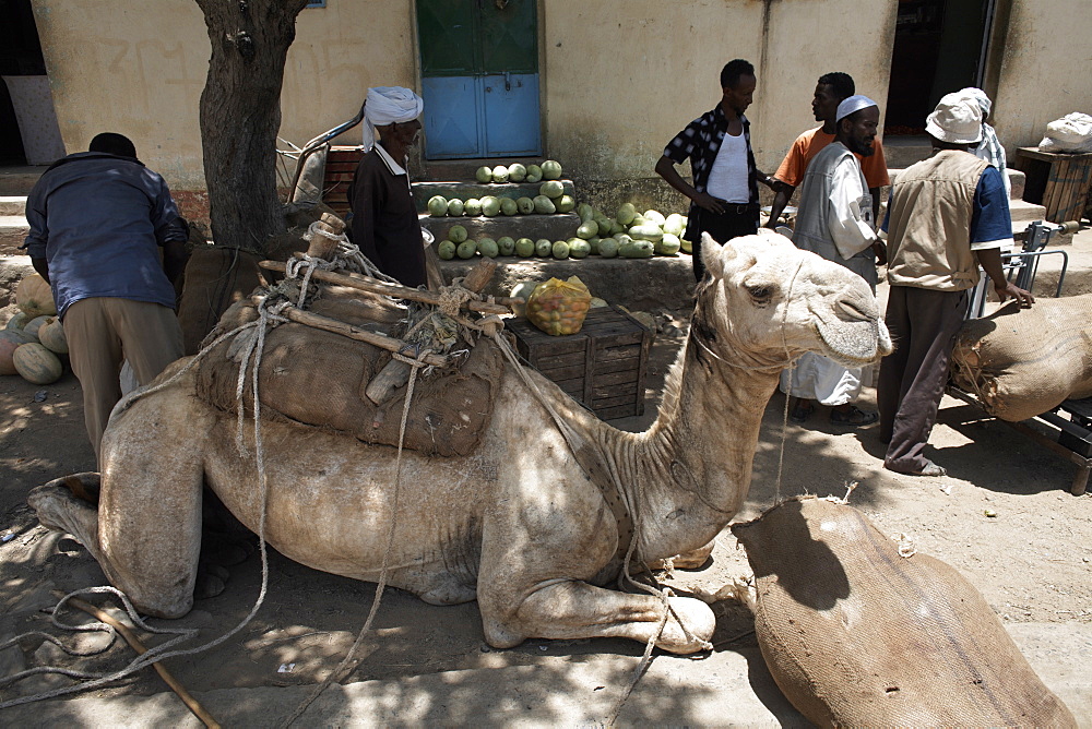 Camel relaxes after carrying watermelons to the town of Ghinda, Eritrea, Africa