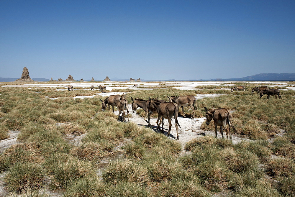 The desolate landscape of Lac Abbe, dotted with limestone chimneys and livestock belonging to local nomads, Djibouti, Africa