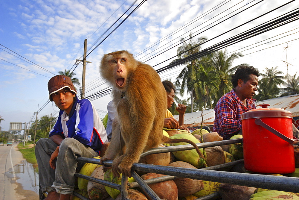 Coconut pickers transport their harvest across Koh Samui, Thailand, Southeast Asia, Asia