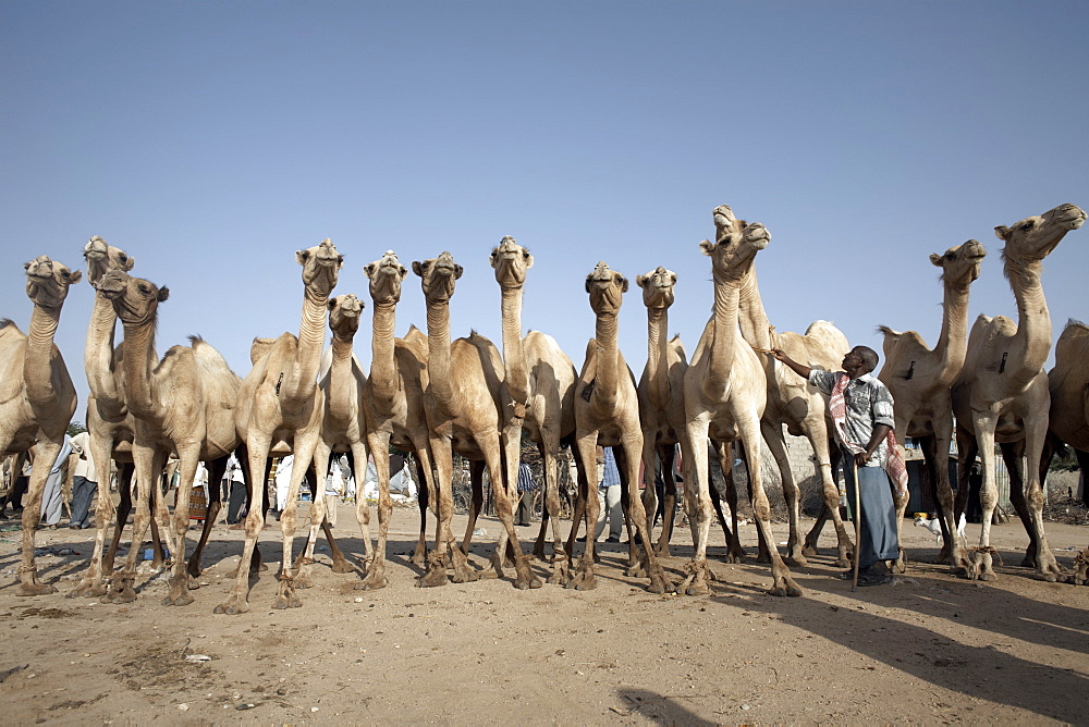 Camel traders at the early morning livestock market in Hargeisa, Somaliland, Somalia, Africa