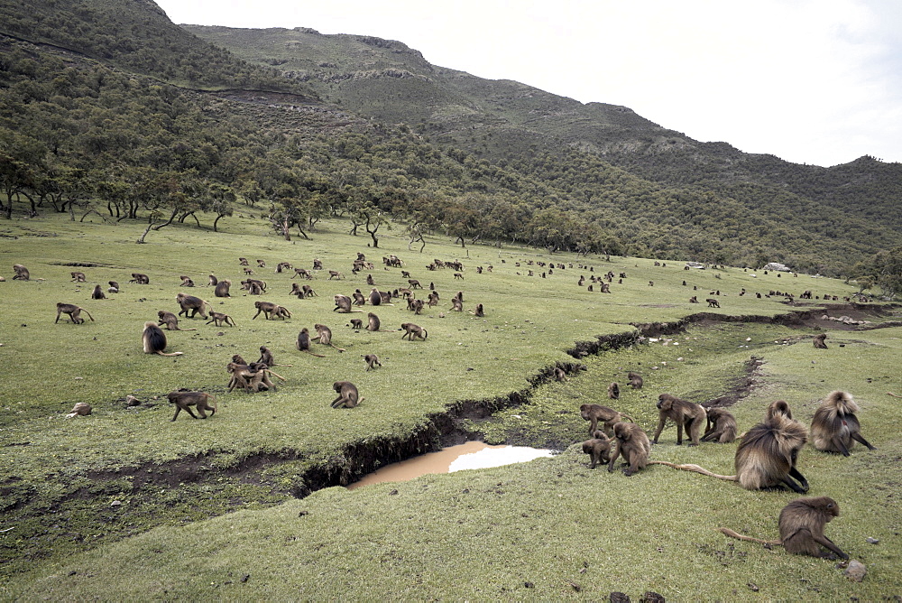 Gelada baboons, in the Simien Mountains National Park, Ethiopia, Africa