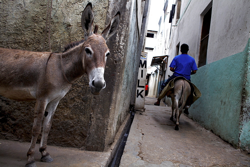 The narrow streets of Lamu Town, Lamu, Kenya, East Africa, Africa