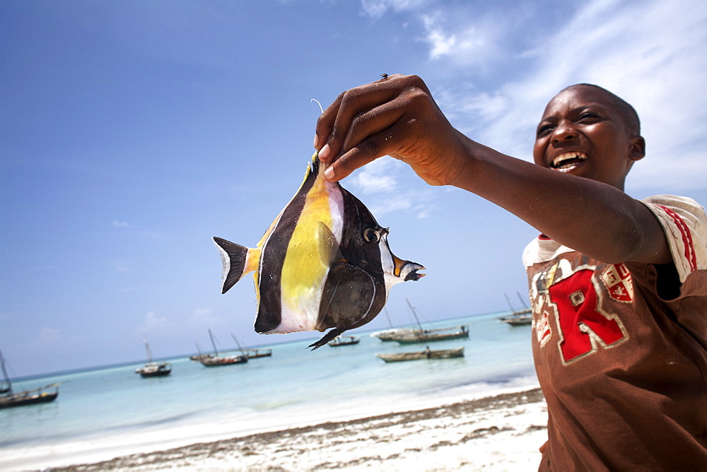 A tropical fish on Nungwi beach, Zanzibar, Tanzania, East Africa, Africa