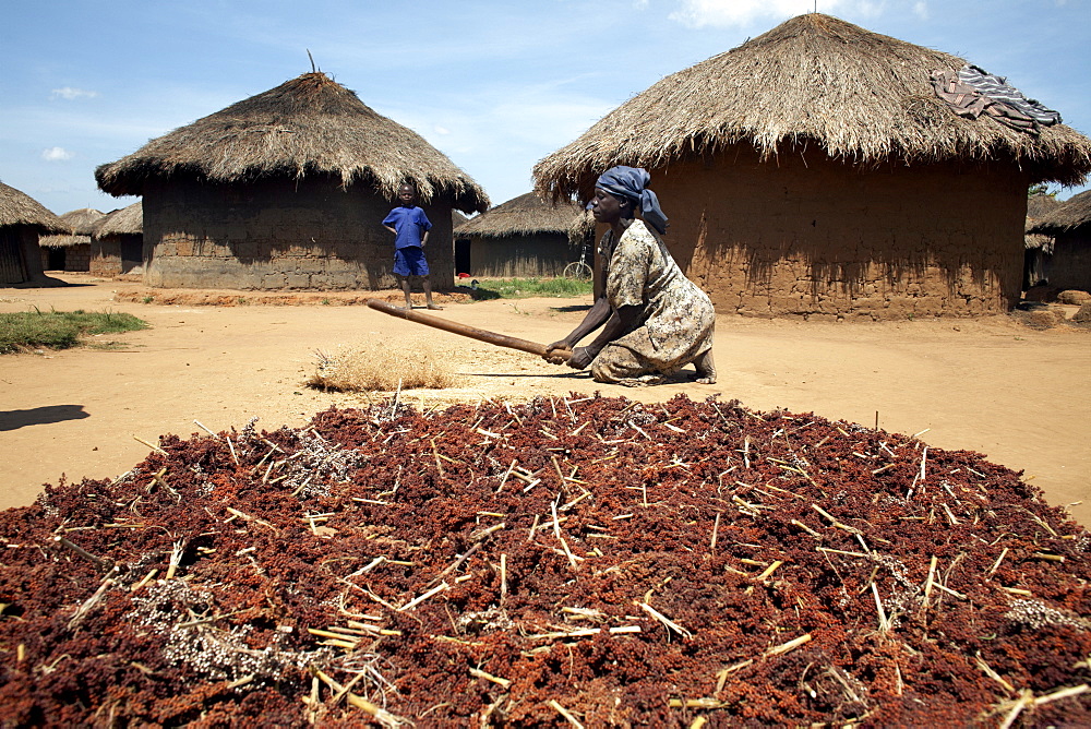 A woman pounds grain, Gulu, Uganda, East Africa, Africa