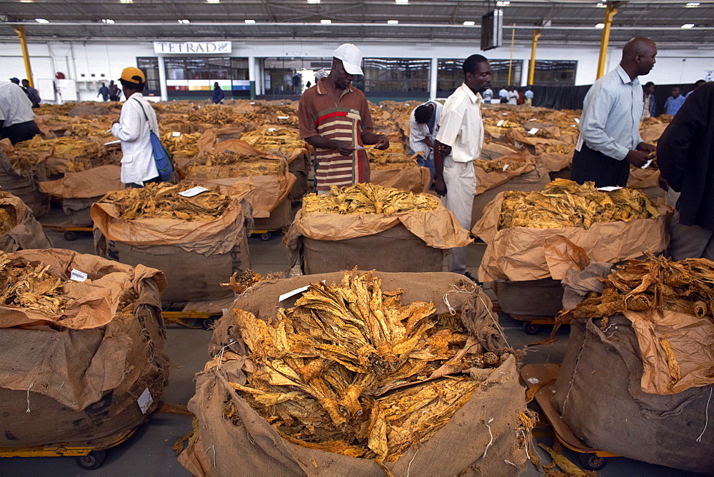 The famous tobacco auction floor in Harare, Zimbabwe, Africa