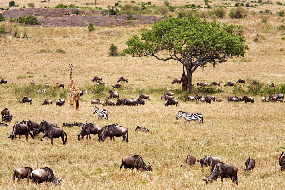 Wildlife in abundance in the Masai Mara National Reserve, Kenya, East Africa, Africa