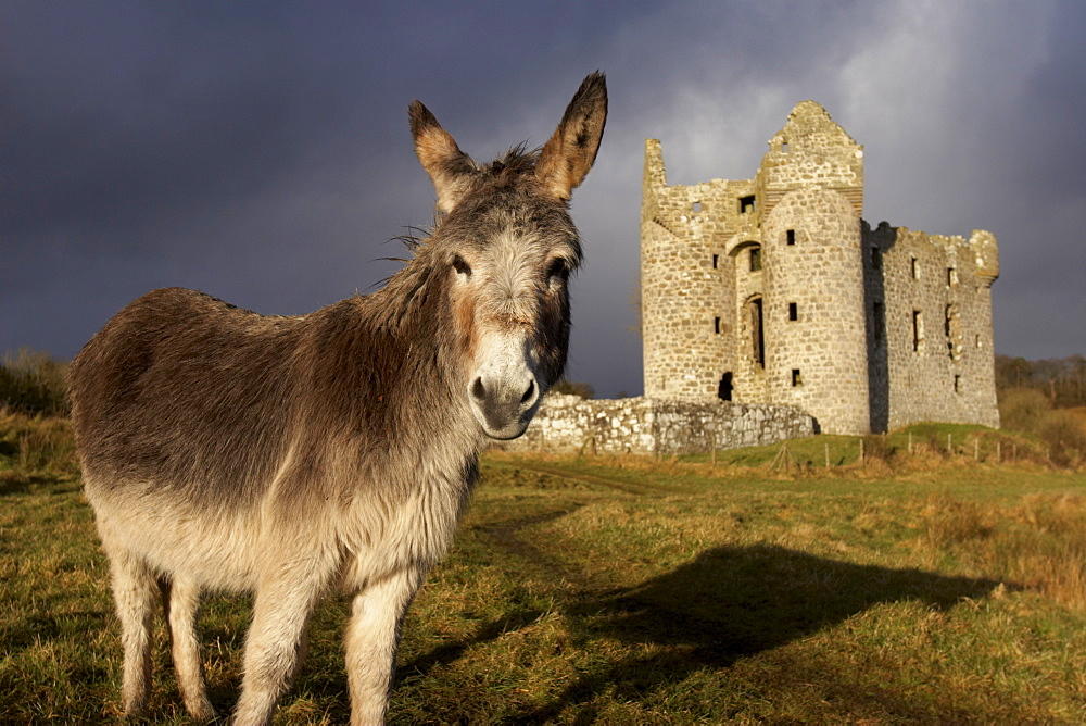 A donkey grazes in front 17th century Monea Castle, County Fermanagh, Ulster, Northern Ireland, United Kingdom, Europe