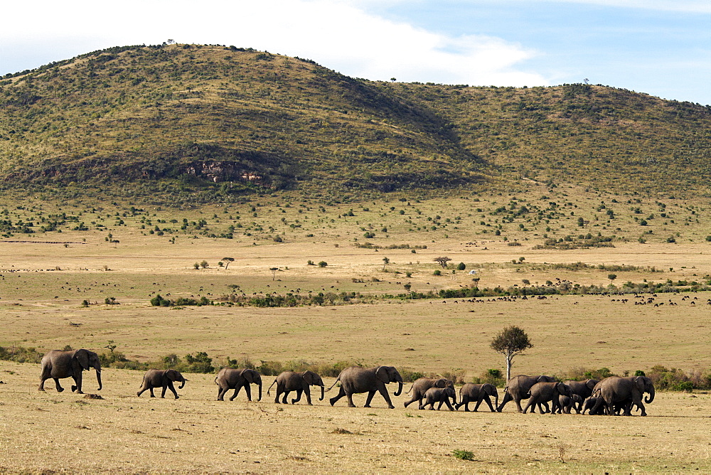 A herd of elephants move across an open plain in the Masai Mara National Reserve, Kenya, East Africa