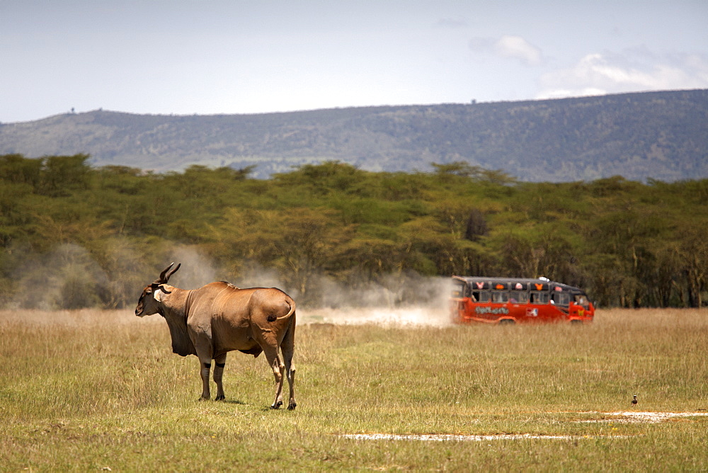 Tourists speed past an eland antelope at Lake Nakuru National Park, Kenya, East Africa, Africa