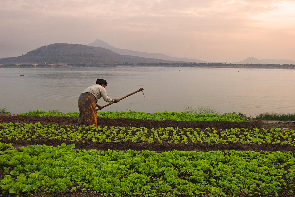 Tending the crops on the banks of the Mekong river, Pakse, southern Laos, Indochina, Southeast Asia, Asia