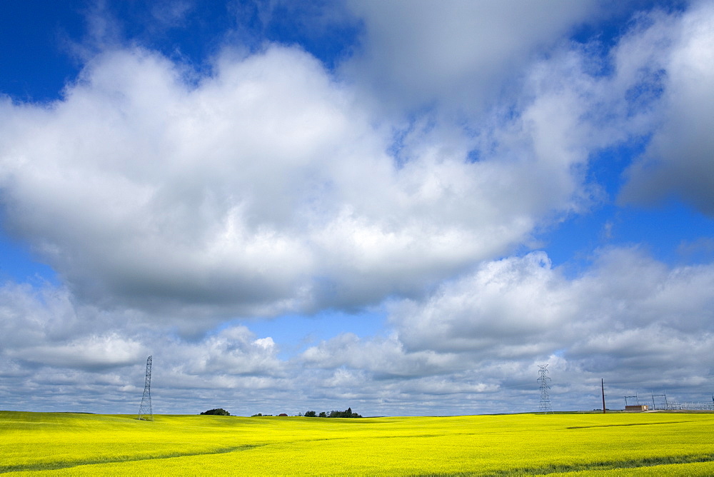 Field of canola near Washburn, North Dakota, United States of America, North America