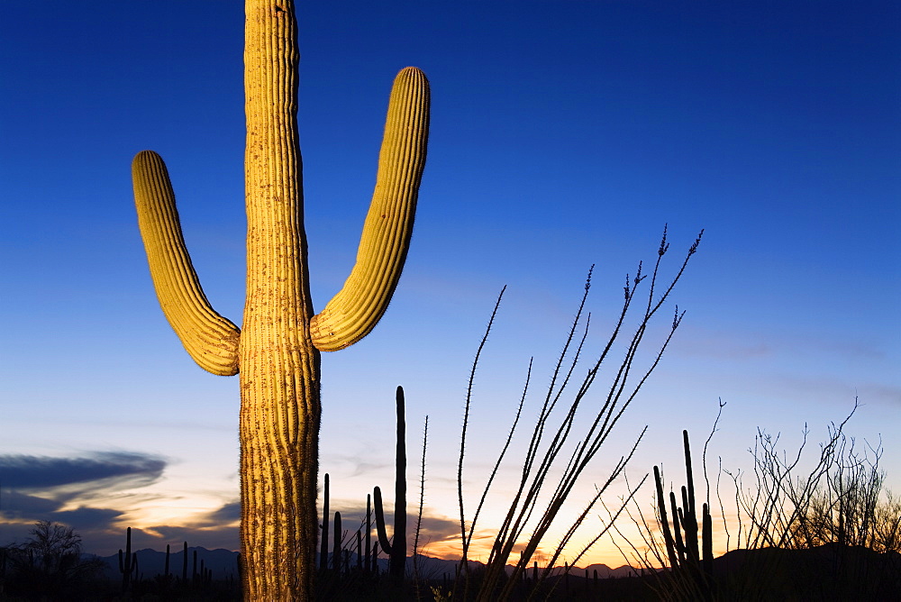 Saguaro cactus in Tucson Mountain Park, Tucson, Arizona, United States of America, North America