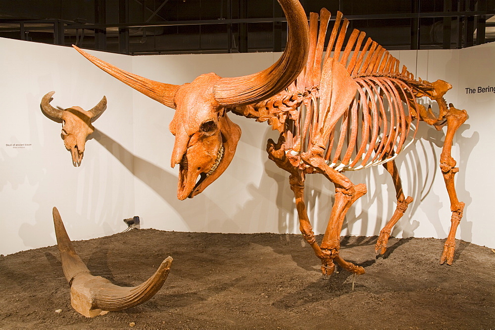 Giant bison skeleton in the Museum of Natural History and Science, Cincinnati Museum Center at Union Terminal, Cincinnati, Ohio, United States of America, North America