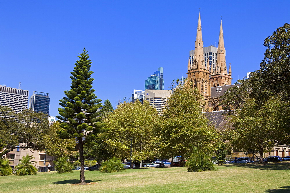 St. Mary's Cathedral viewed from The Domain, Central Business District, Sydney, New South Wales, Australia, Pacific