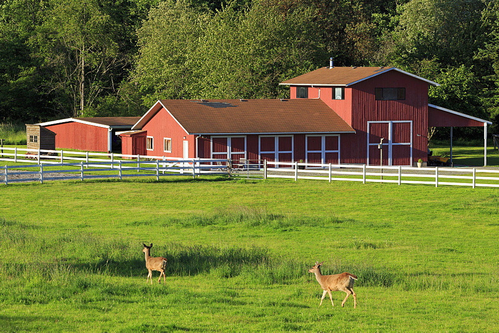 Barn on Vashon Island, Tacoma, Washington State, United States of America, North America