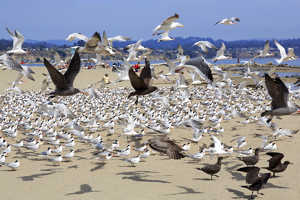 Terns and seagulls on Capitola Beach, Capitola City, Santa Cruz County, California, United States of America, North America