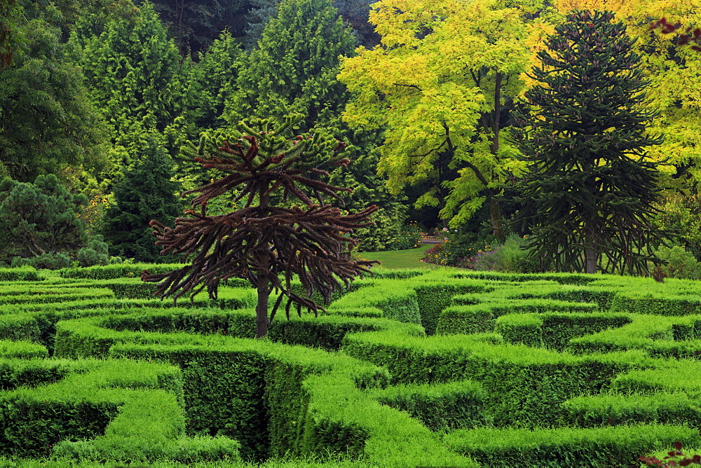 Maze, VanDusen Gardens, Vancouver, British Columbia, Canada, North America