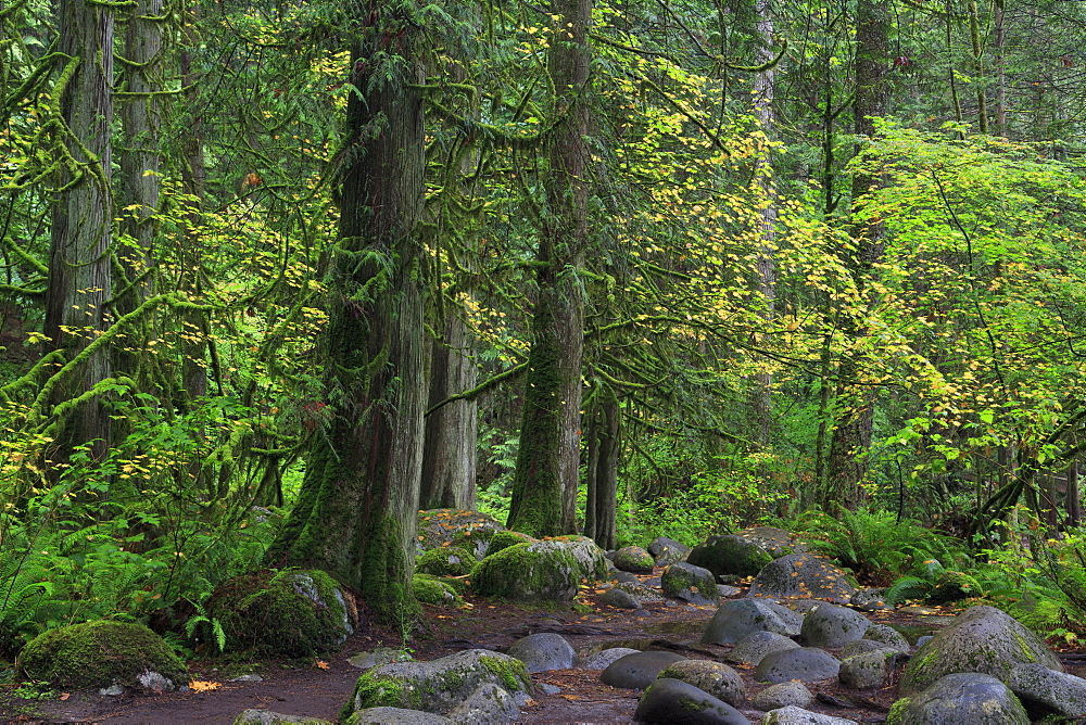 Lynn Canyon Park, Vancouver, British Columbia, Canada, North America