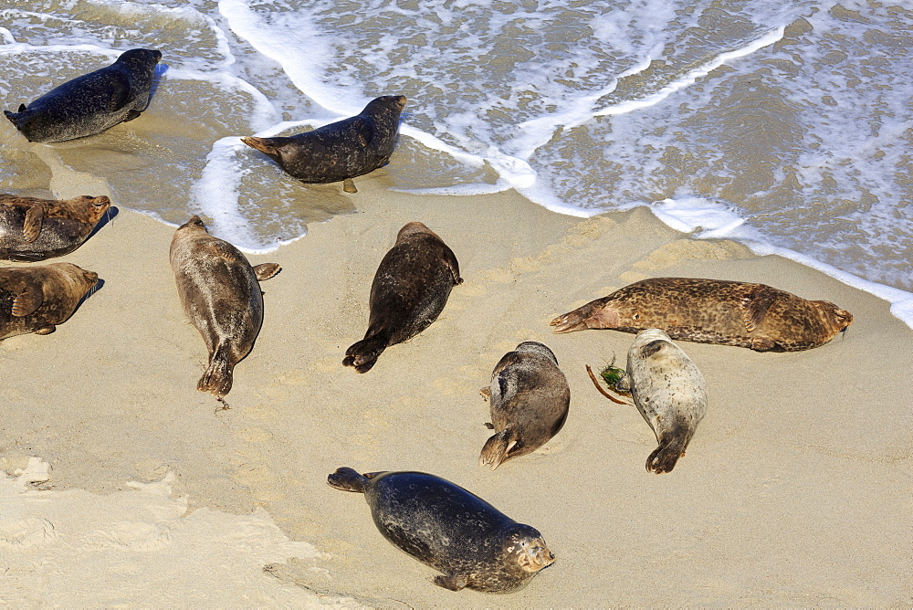 Harbor seals, La Jolla, San Diego, California, United States of America, North America