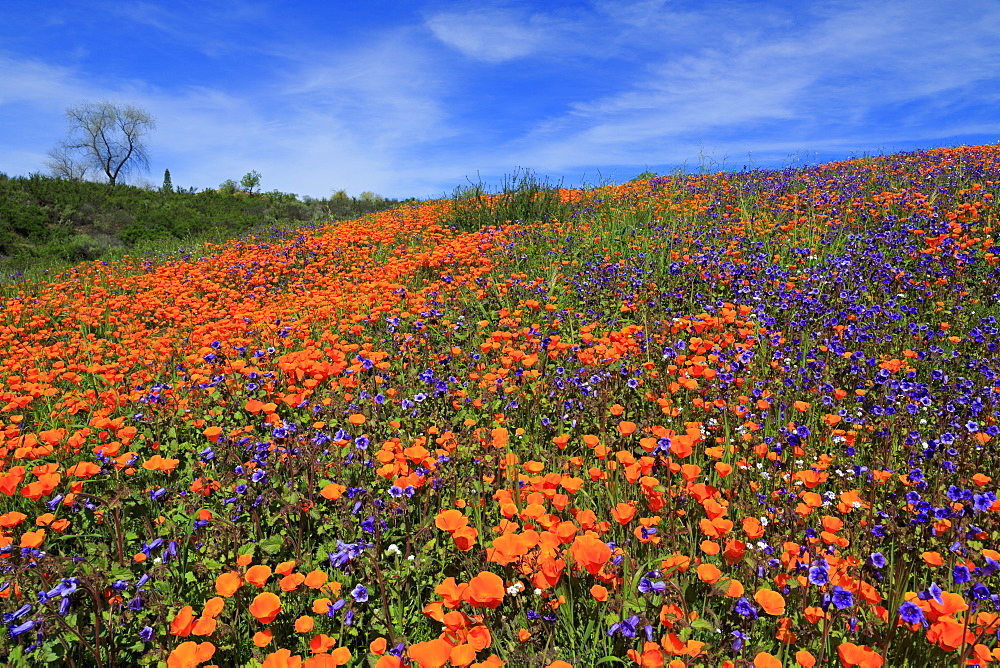 Poppy flowers, Malibu Creek State Park, Los Angeles, California, United States of America, North America