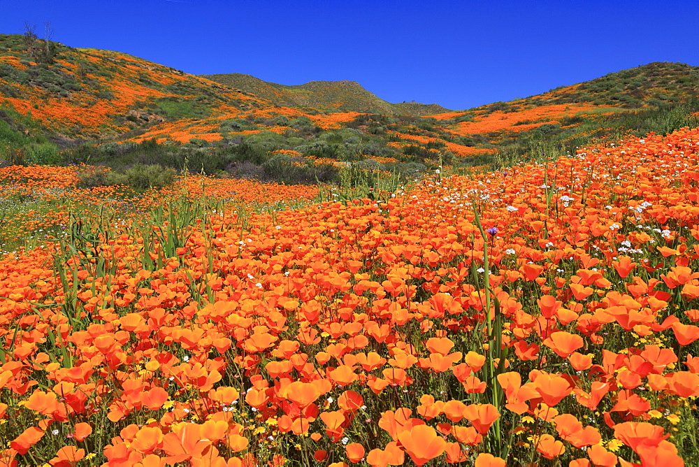 Poppies, Chino Hills State Park, California, United States of America, North America