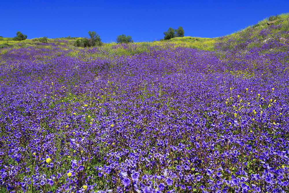 Wild Canterbury Bells, Walker Canyon, Lake Elsinore, Riverside County, California, United States of America, North America