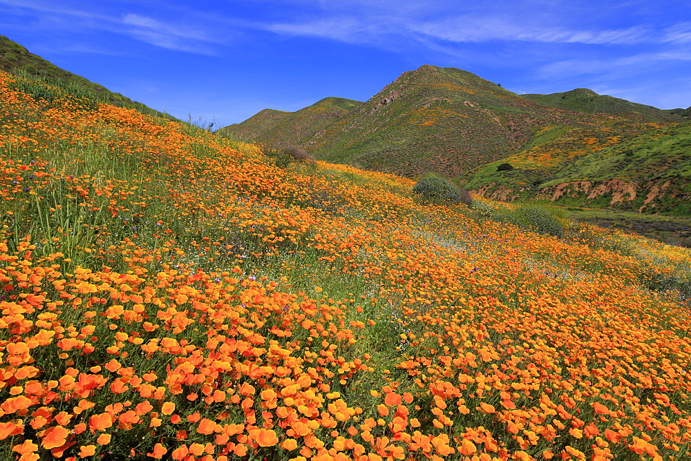 Poppies, Walker Canyon, Lake Elsinore, Riverside County, California, United States of America, North America