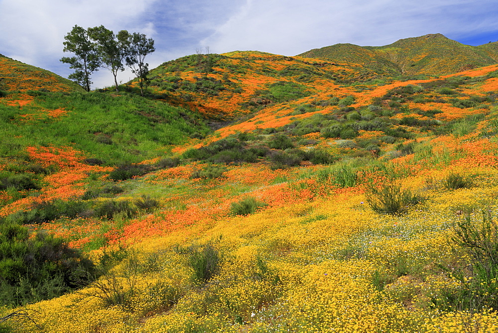 Walker Canyon, Lake Elsinore, Riverside County, California, United States of America, North America