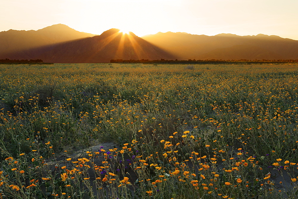 Desert sunflowers, Anza-Borrego Desert State Park, Borrego Springs, California, United States of America, North America