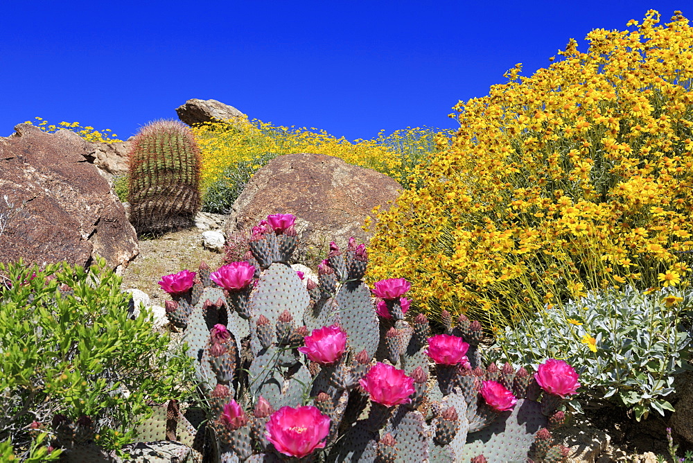 Beavertail cactus and brittlebush, Anza-Borrego Desert State Park, Borrego Springs, San Diego County, California, United States of America, North America