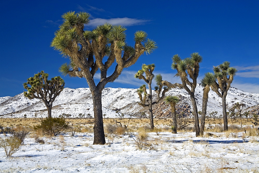 Rare winter snowfall, Lost Horse Valley, Joshua Tree National Park, California, United States of America, North America