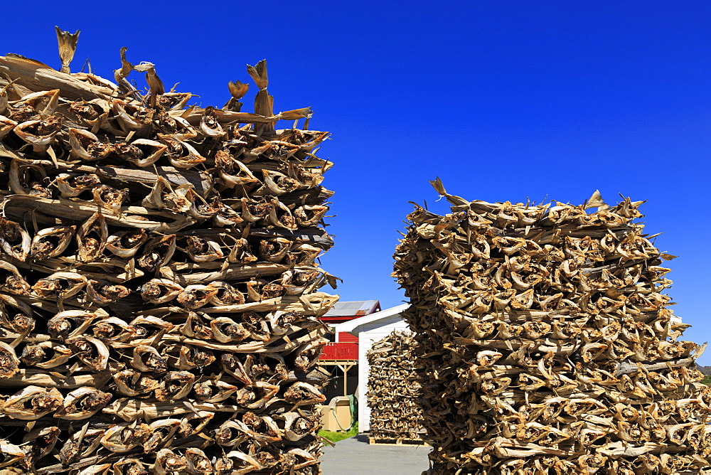 Drying cod, Ballstad Fishing Village, Lofoten Islands, Nordland County, Arctic, Norway, Scandinavia, Europe