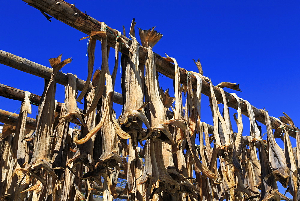 Drying cod, Ballstad Fishing Village, Lofoten Islands, Nordland County, Arctic, Norway, Scandinavia, Europe