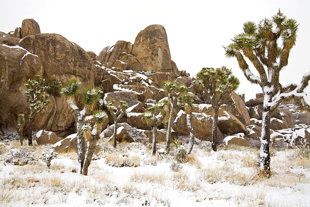 Rare winter snowfall, Joshua Tree National Park, California, United States of America, North America