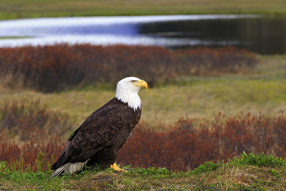 Bald Eagle, Valdez, Prince William Sound, Alaska, United States of America, North America