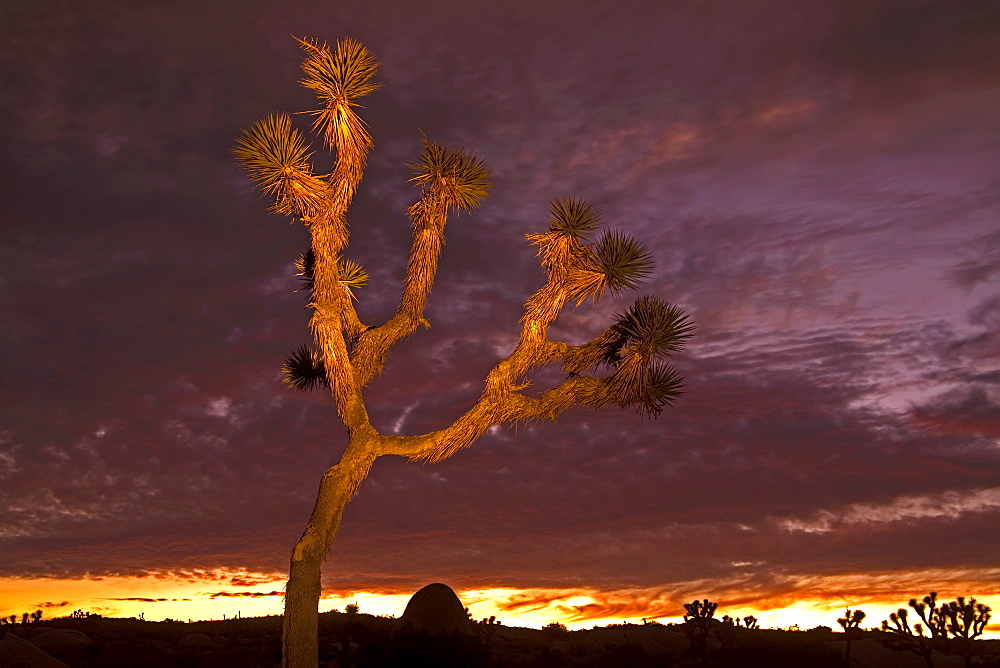 Light painting on Joshua Tree, Jumbo Rocks area, Joshua Tree National Park, California, United States of America, North America