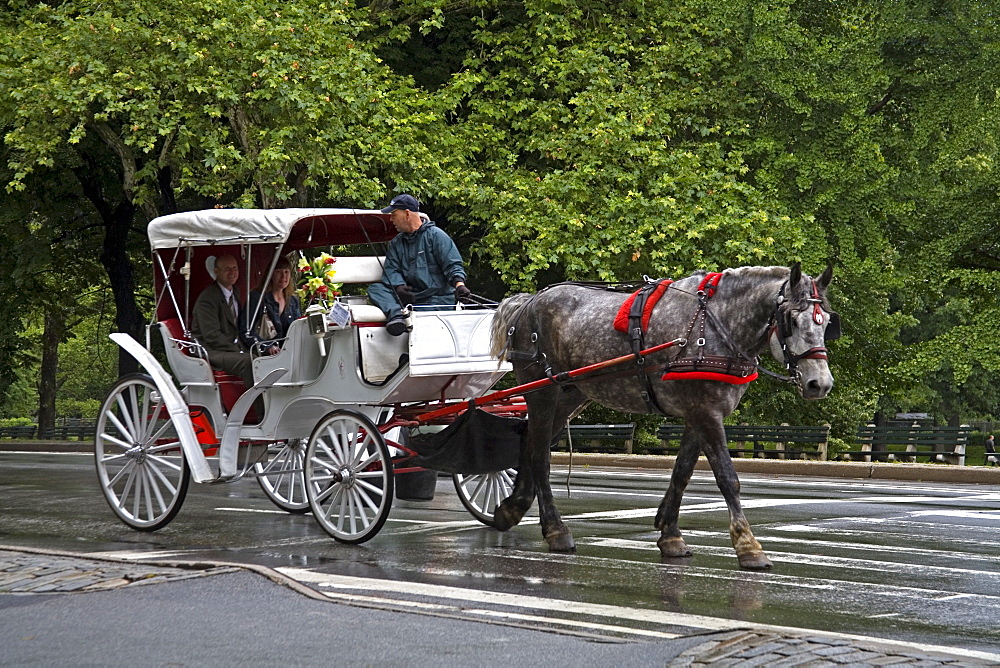 Horse carriage in Central Park, New York City, New York, United States of America, North America