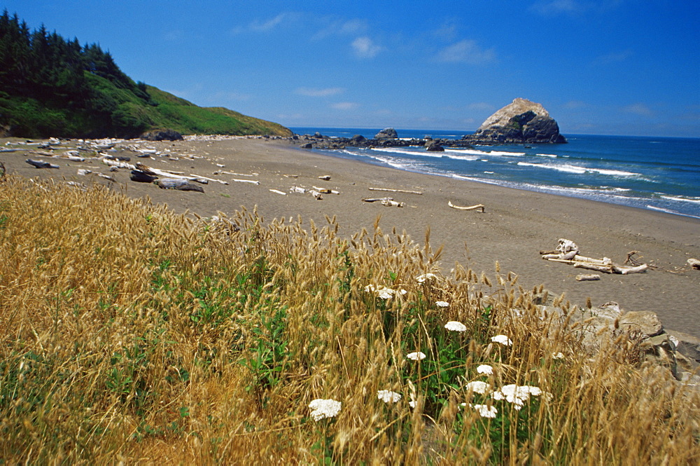 Del Norte coast, Redwoods State Park beach, northern California, United States of America, North America